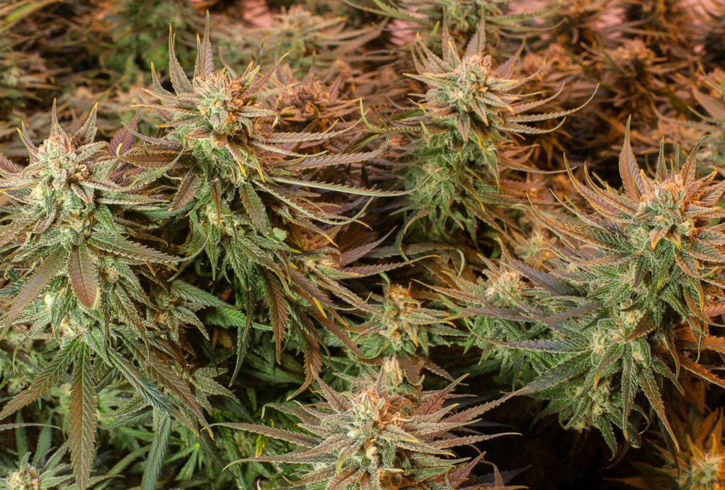 Cultivo en interior de Blue Dream
