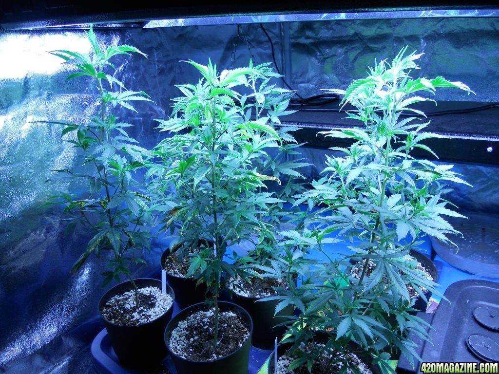 Crecimiento de Blue Dream