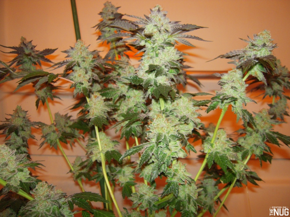 Blue Dream en interior bien ramificada