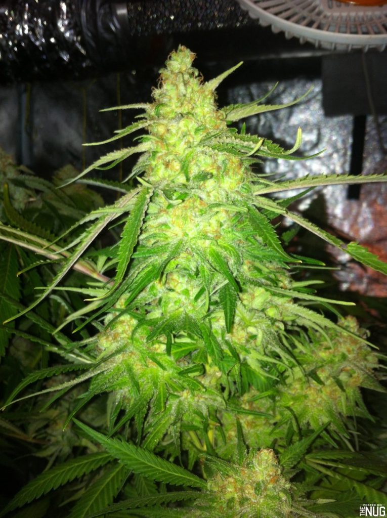 Cogollo de Blue Dream a punto de cosecha