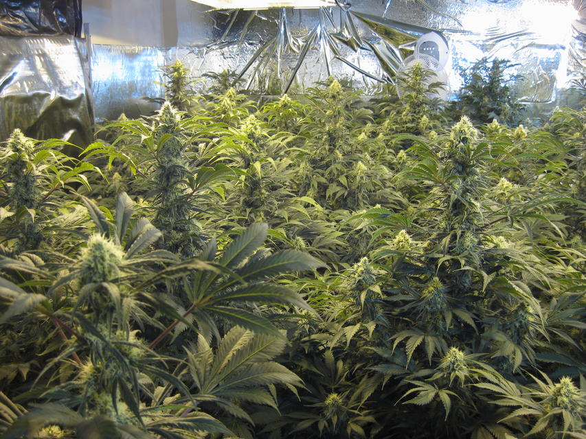 Super Silver Haze de Green House