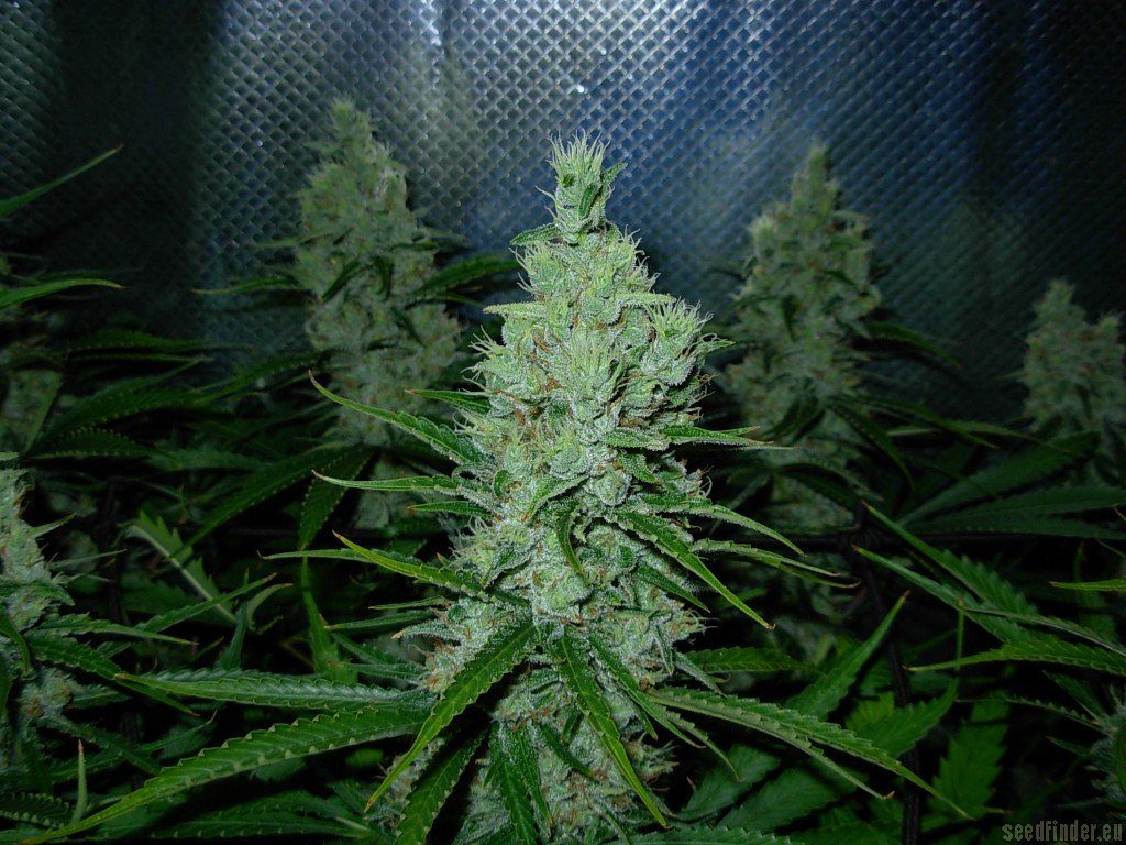 Super Silver Haze indoor de Mr. Nice
