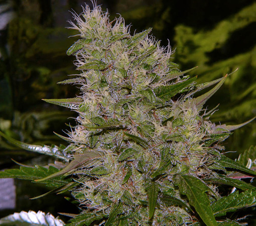 Critical Mass de Mr. Nice