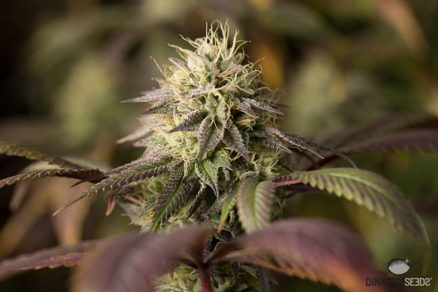 Remo Chemo de Dinafem