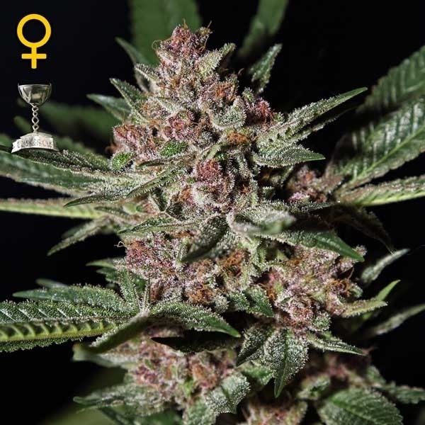 Bubba Kush de Green House
