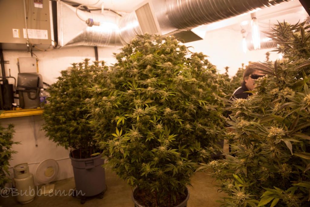 Marihuana Chemo Kush