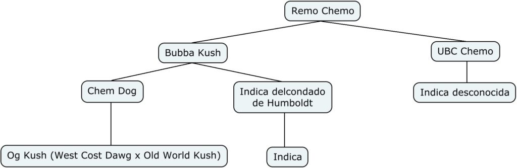 Mapa genético de Remo Chemo