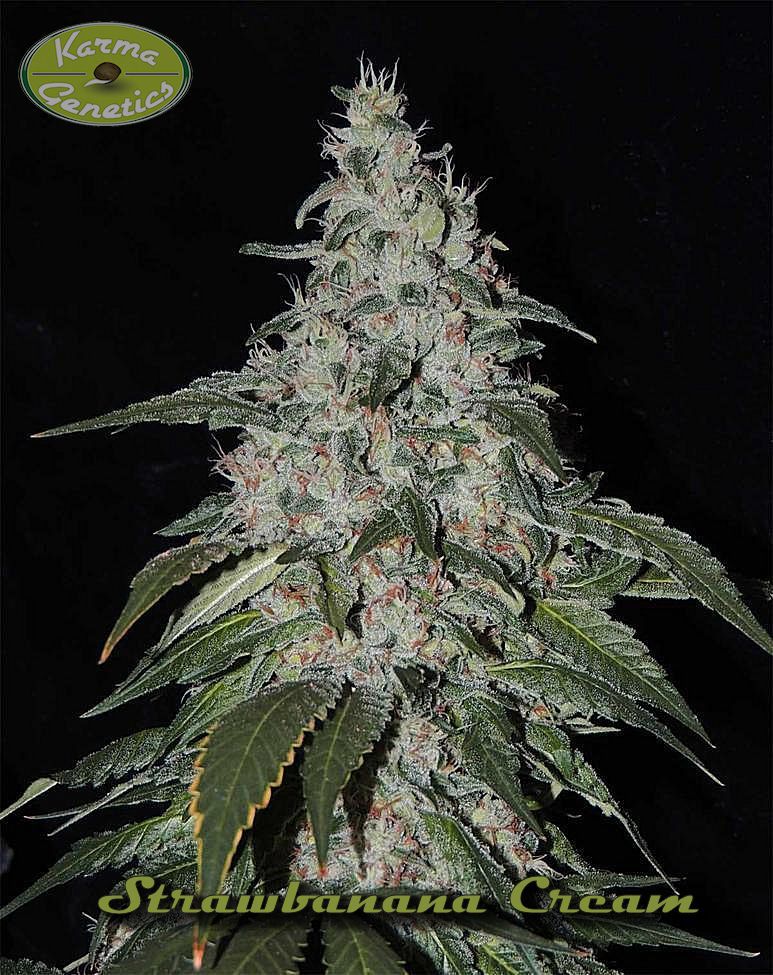Strawbanna Cream