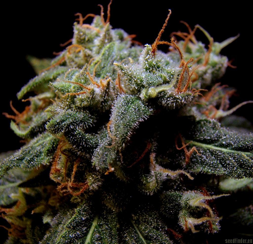 Marihuana Black Domina