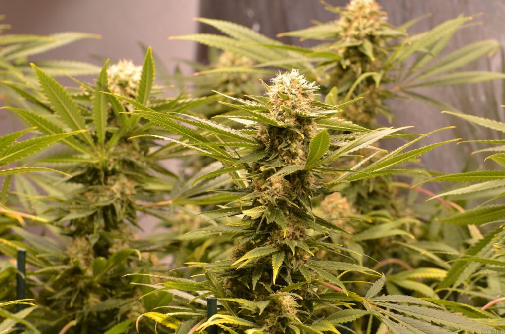 black dream indoor