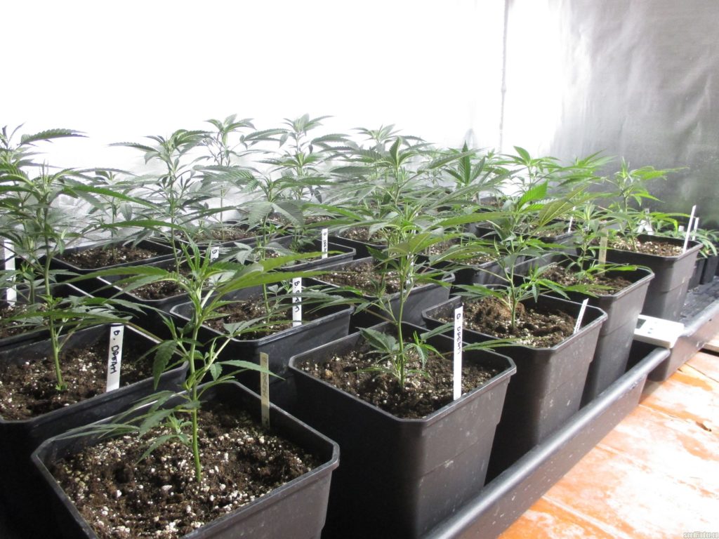 black dream crecimiento interior grow