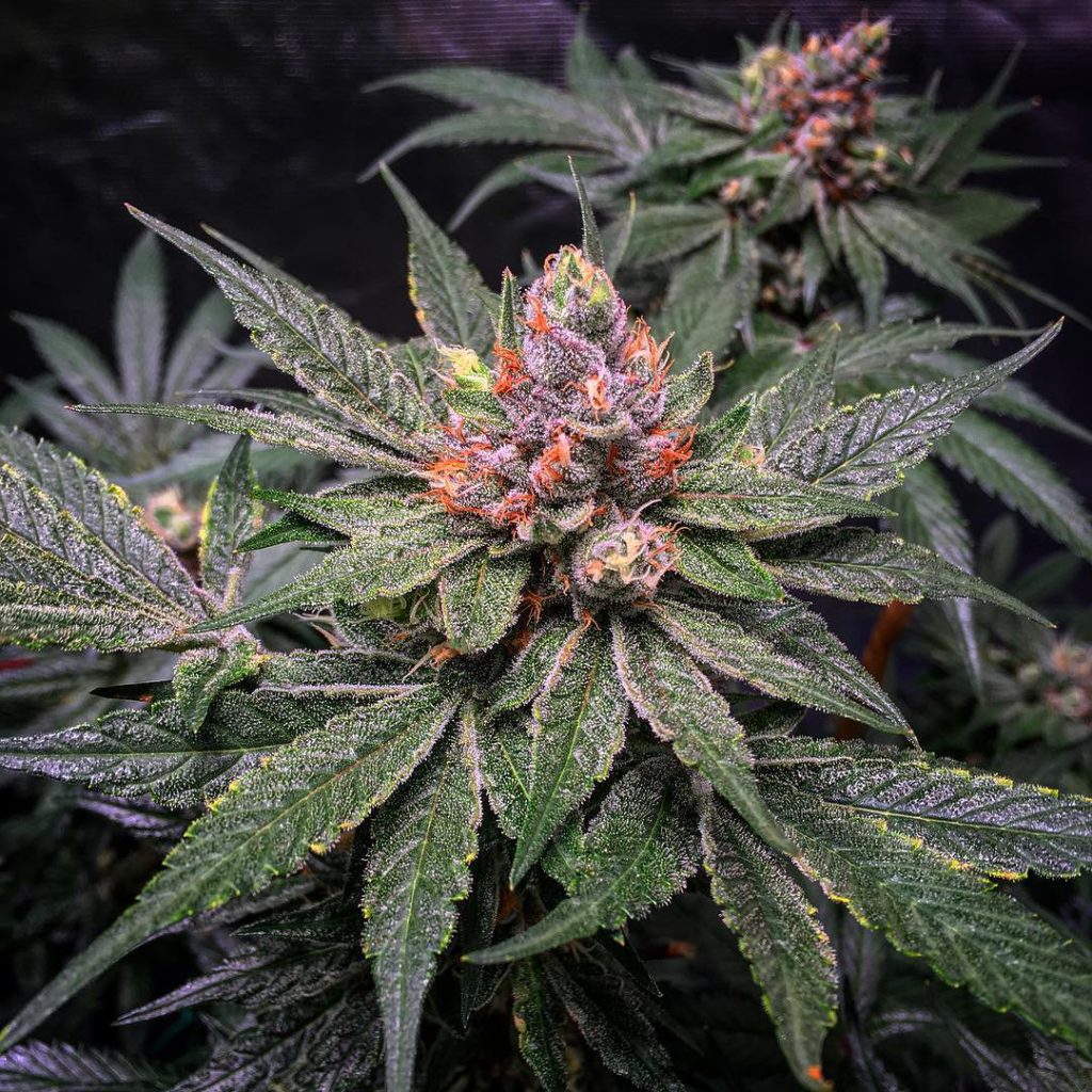 Goji Glue