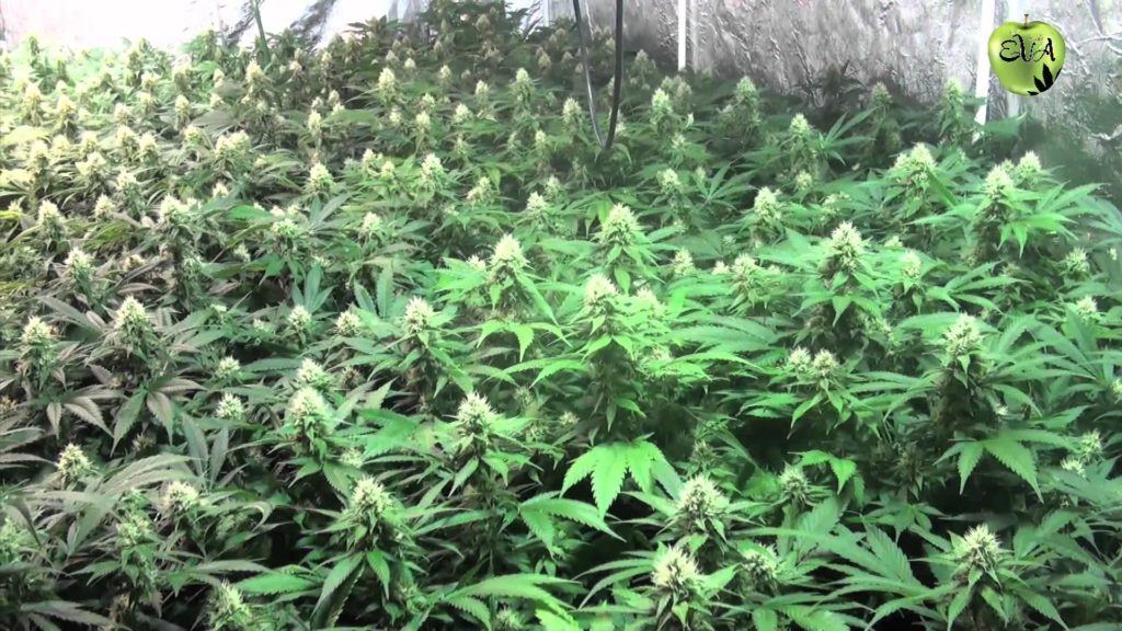 Jamaican Dream floración interior