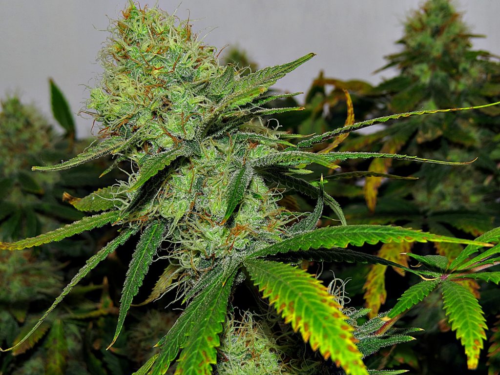 Cogollo Jamican Dream Floración indoor