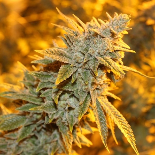 Strawberry Glue regular de Dark Horse Genetics