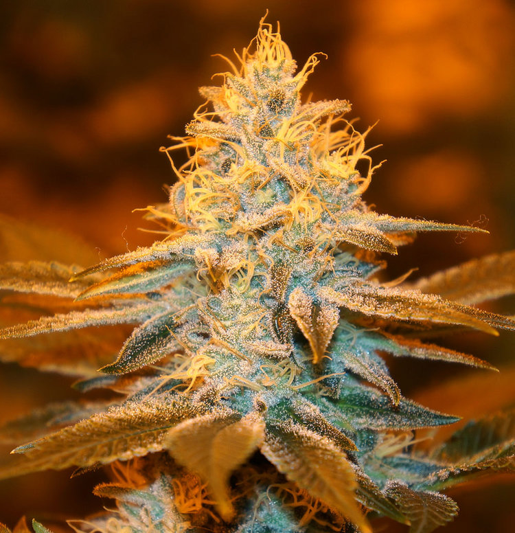Strawberry GLUE