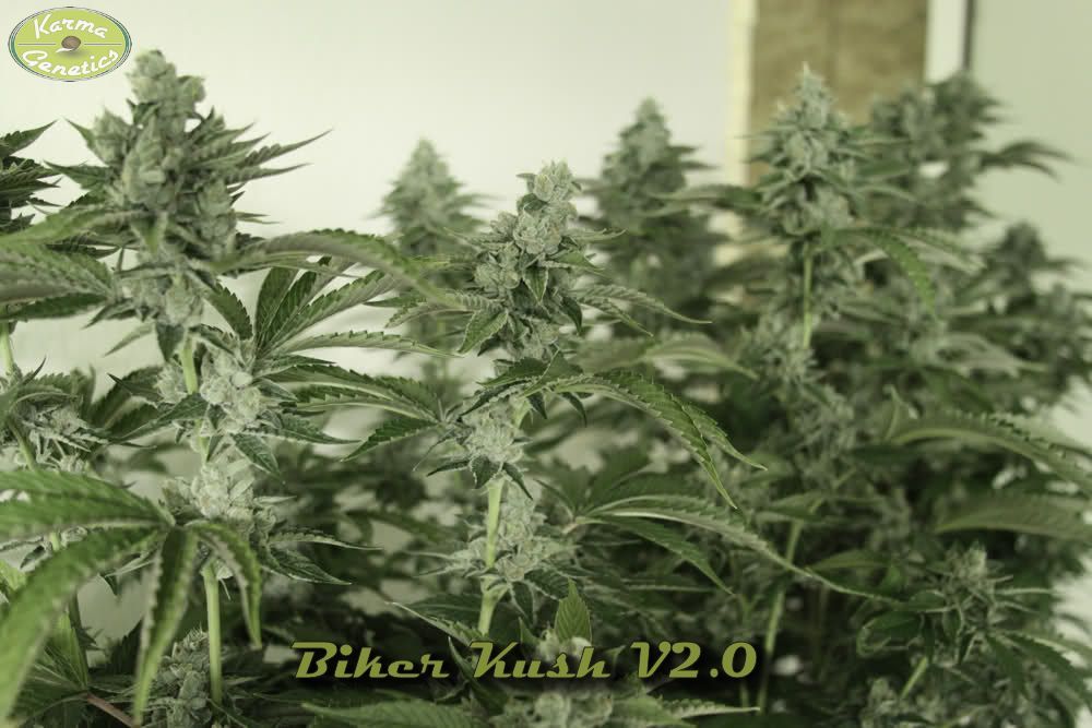 Biker Kush V2 a media floración