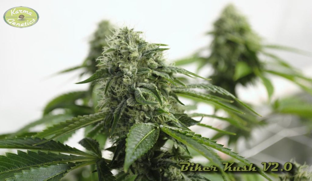 Marihuana Biker Kush V1