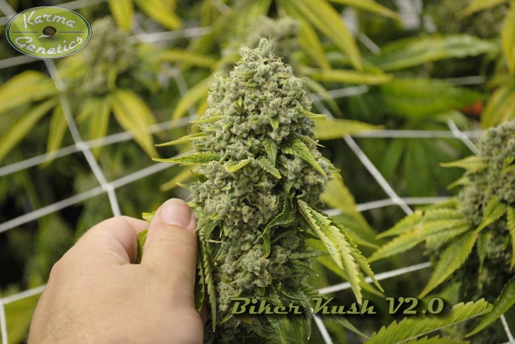 Biker Kush V2.0 final floración