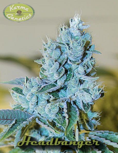 Headbanger de Karma Genetics
