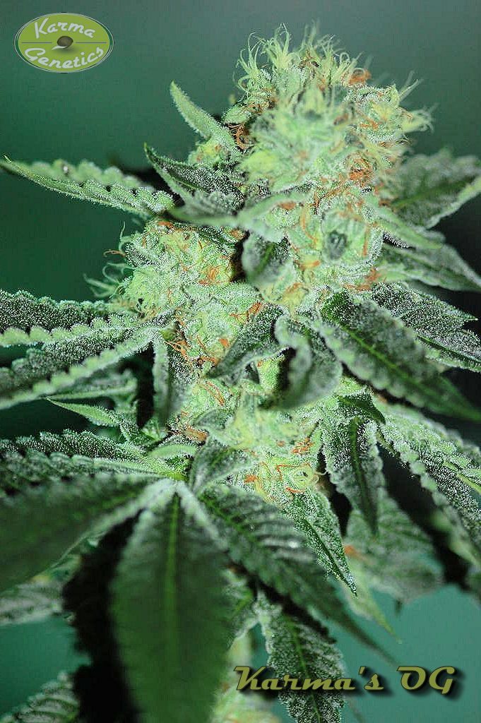 Karmas OG a media floración