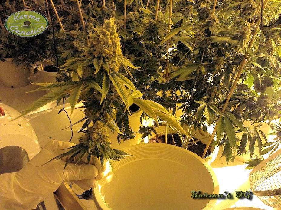 Karmas OG final del cultivo