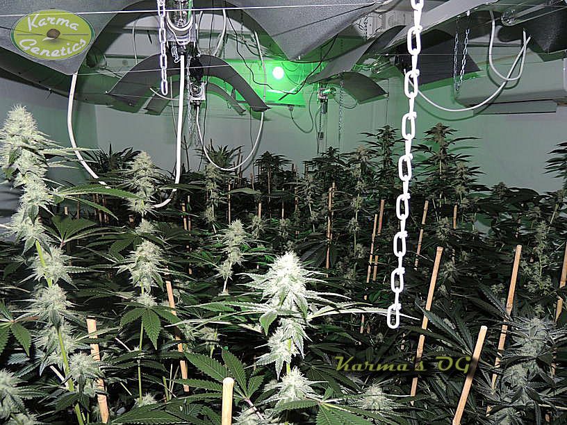 Cultivo de Karma Og