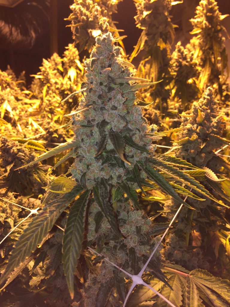 Sour Diesel, enomes cogollos