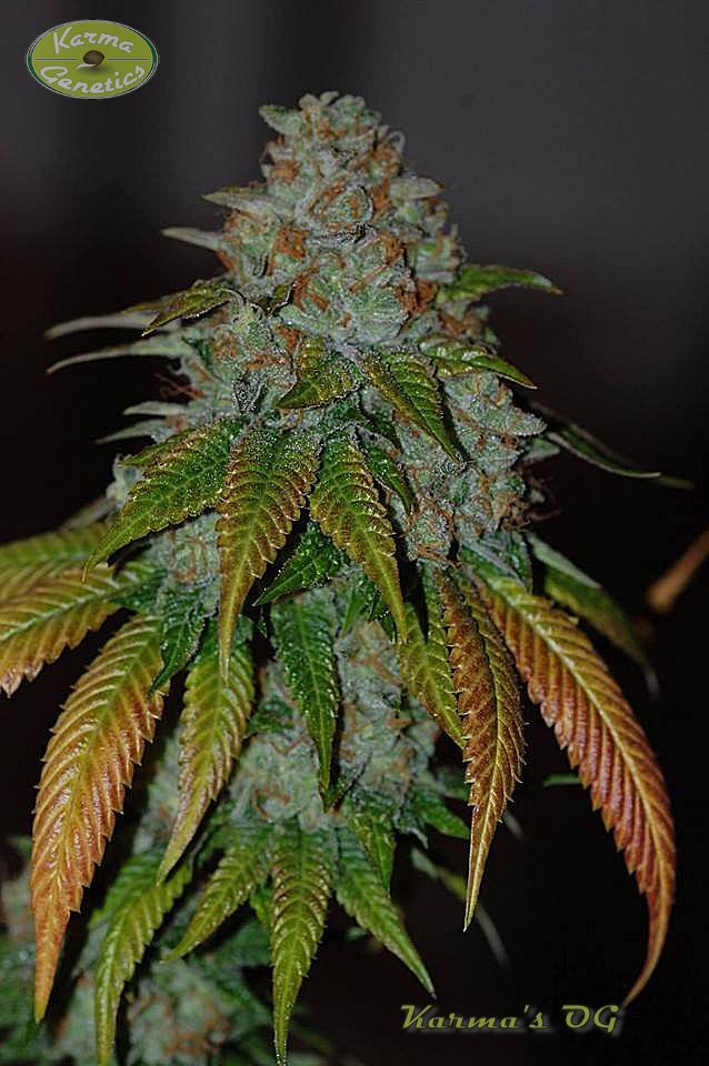Karma Og cultivo vegano