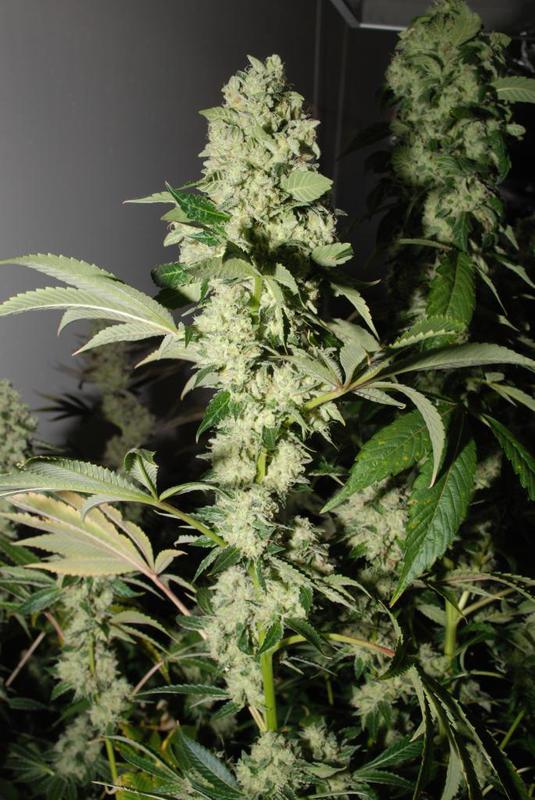 headbanger, últimas semanas de cultivo