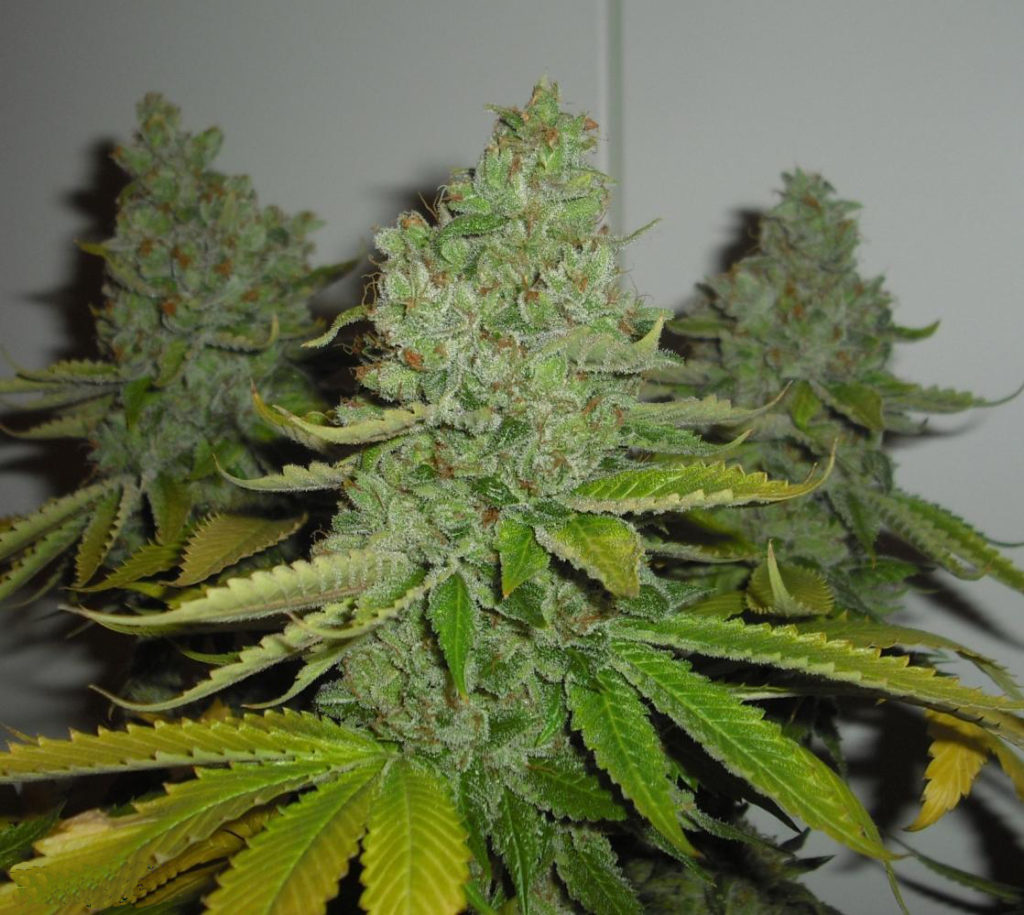 SFV OG Kush