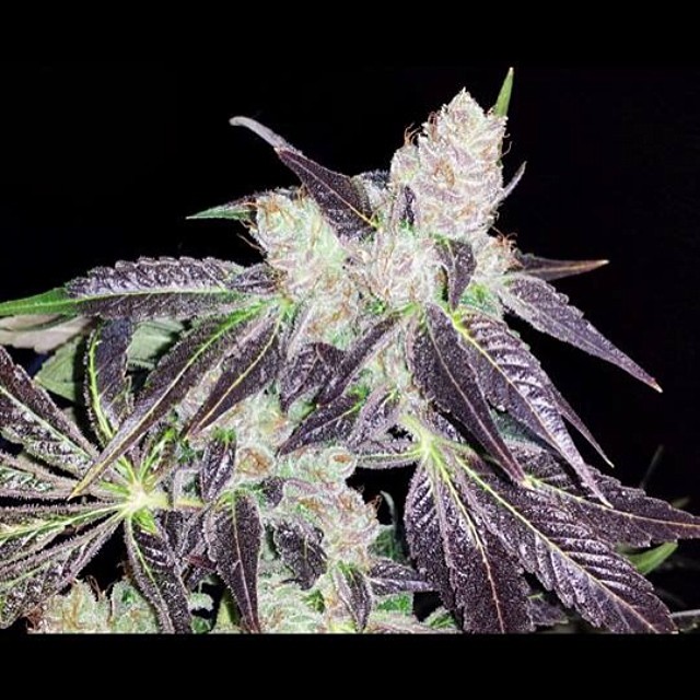 Shoreline de Devil's Harvest