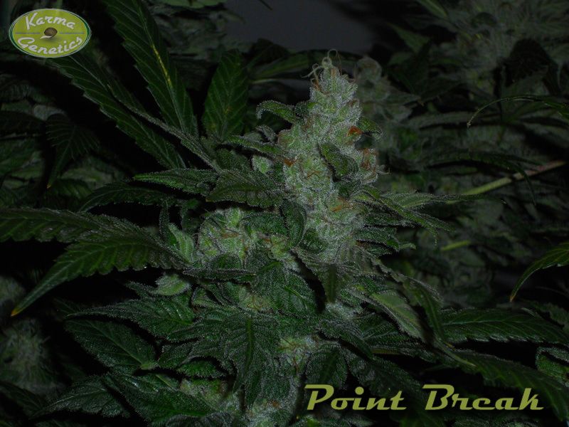 Point Break de Karma Genetics