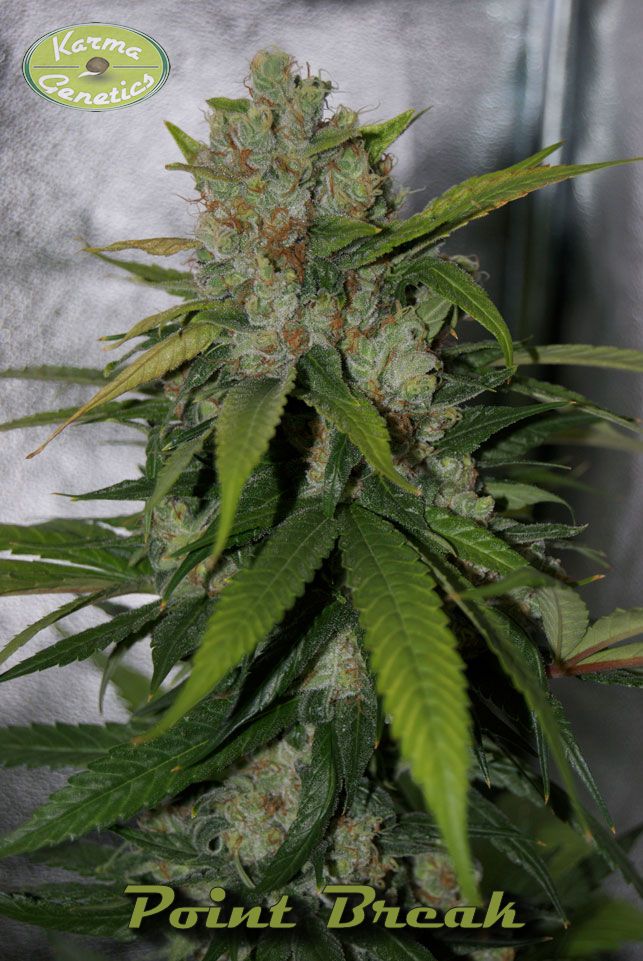 Point Break cultivo en SOG