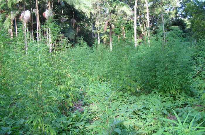 Landrace africana congoleñas, foto: Cannabis Magazine