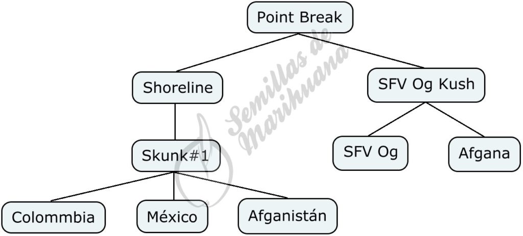 Mapa genético de point break