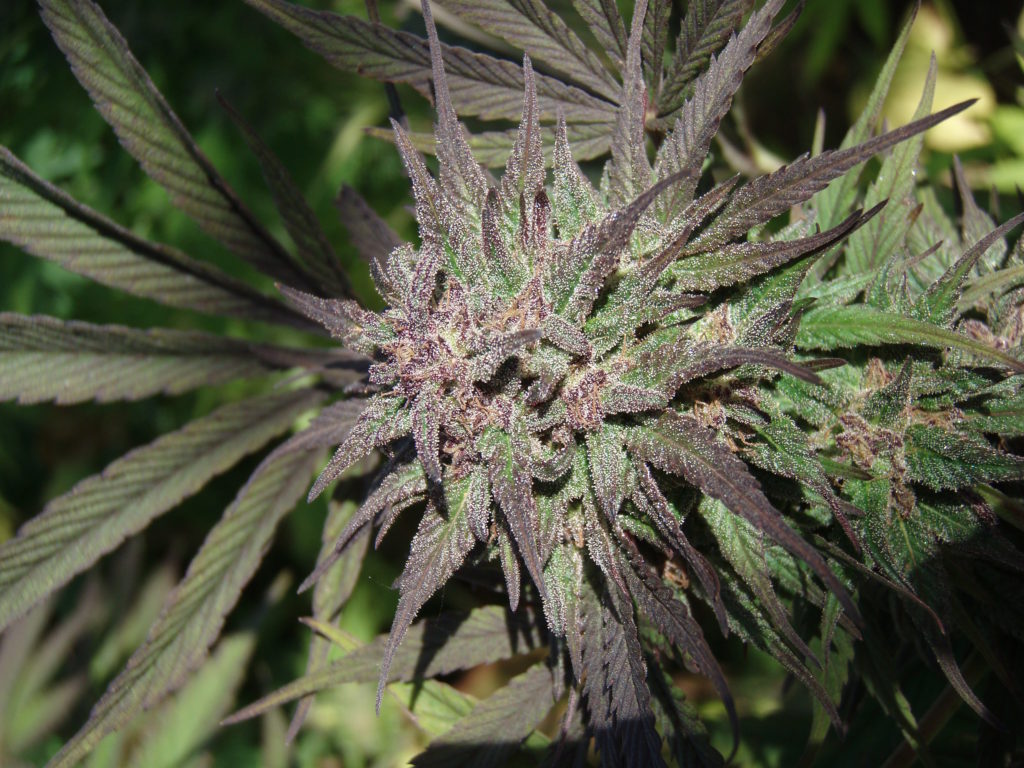 Serious 6 fenotipo morado