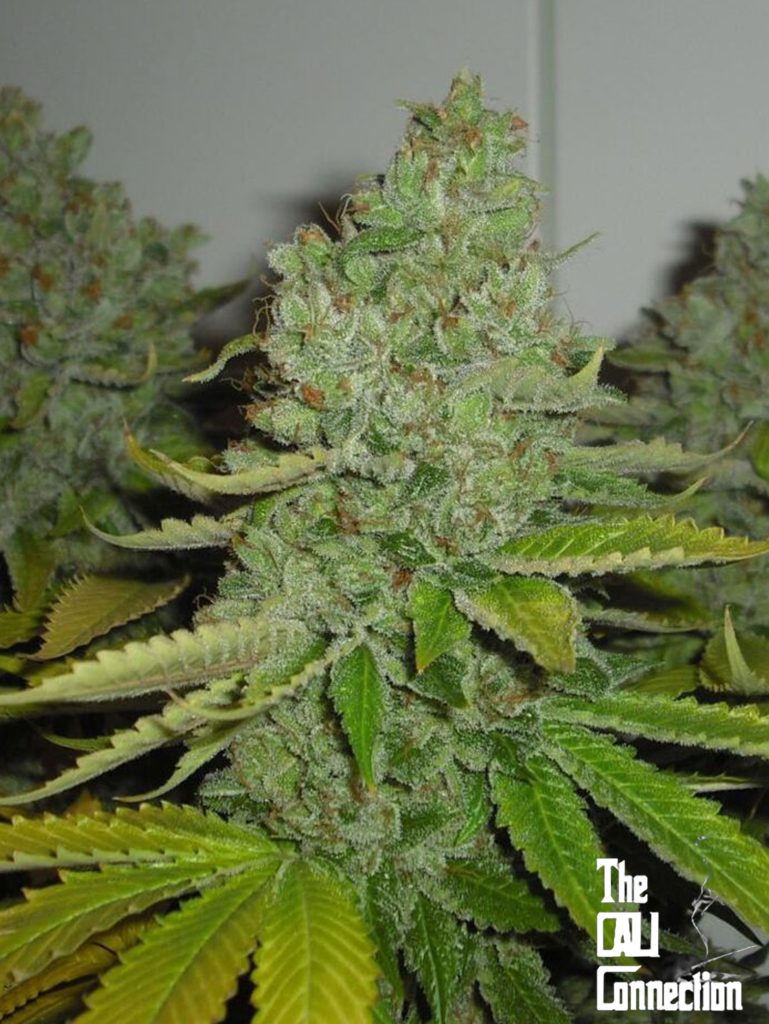 SFV Og kush