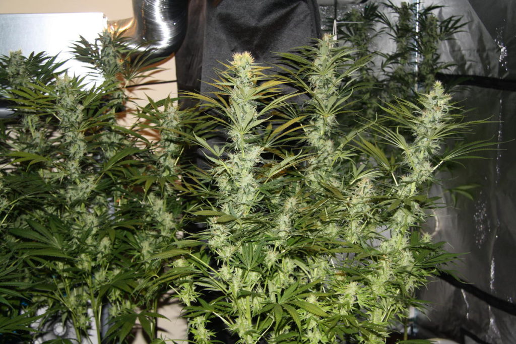 Island Sweet Skunk a media floración