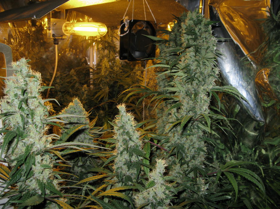 Island Sweet Skunk en interior