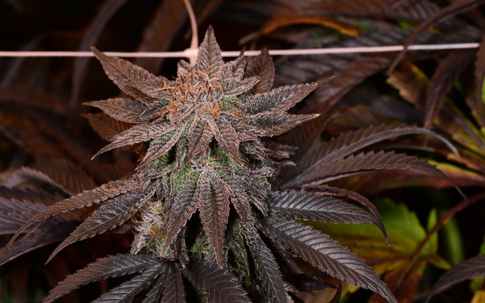 Blackberry kush