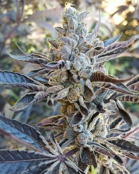 Black DOG cultivada por bryant-jarrell