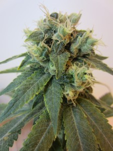 emerald-ogxheadband