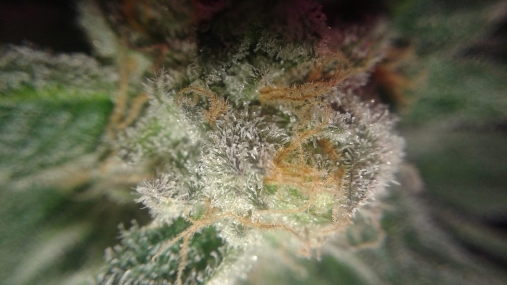 Black DOG de Humboldt, foto de J.B