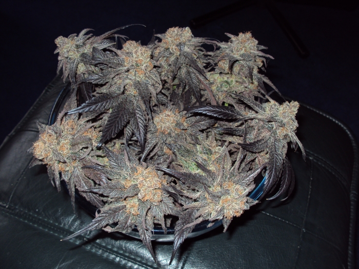 Bonitos cogollos de Black D.O.G. de M.W