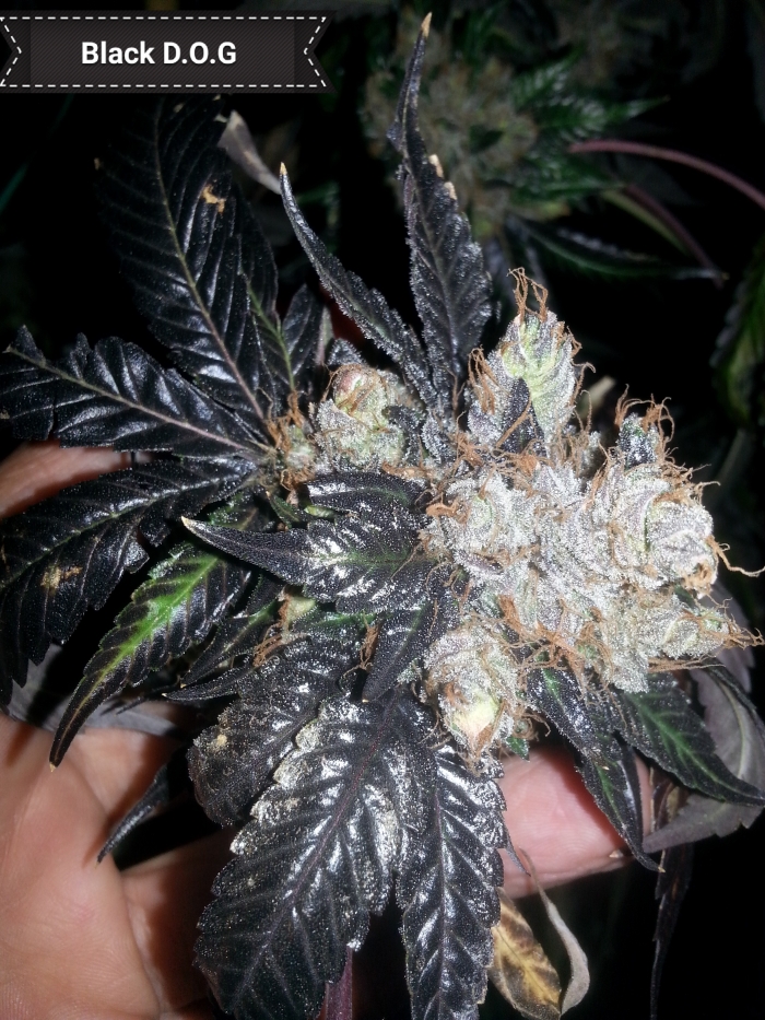 Black DOG de M. BC