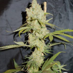 Planta de marihuana SuperChoco de Paisa Grow Seeds