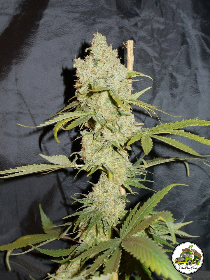 Planta de marihuana SuperChoco de Paisa Grow Seeds