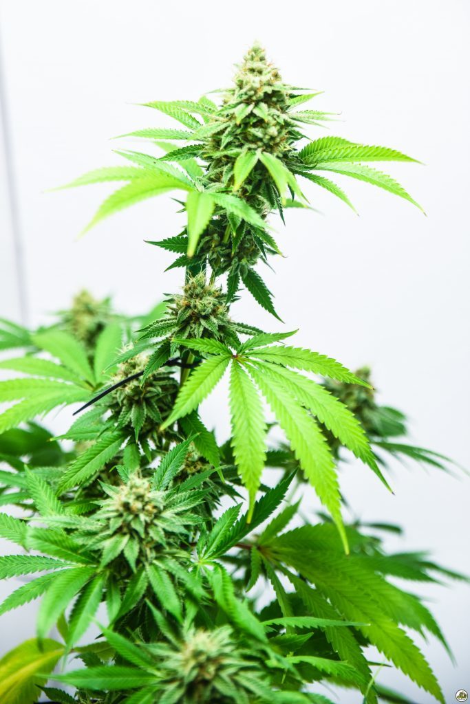Marihuana Monkey Banana