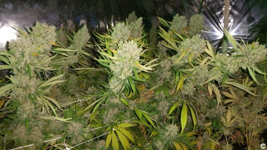 SuperChoco de Paisa Grow Seeds